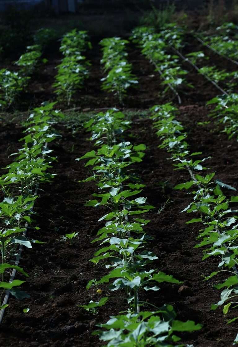 plantation_894X1300